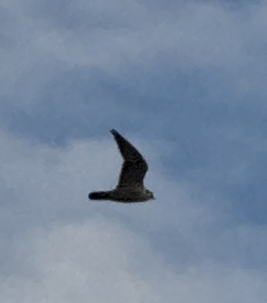 Peregrine Falcon - ML646972452