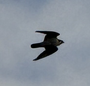 Peregrine Falcon - ML646972453