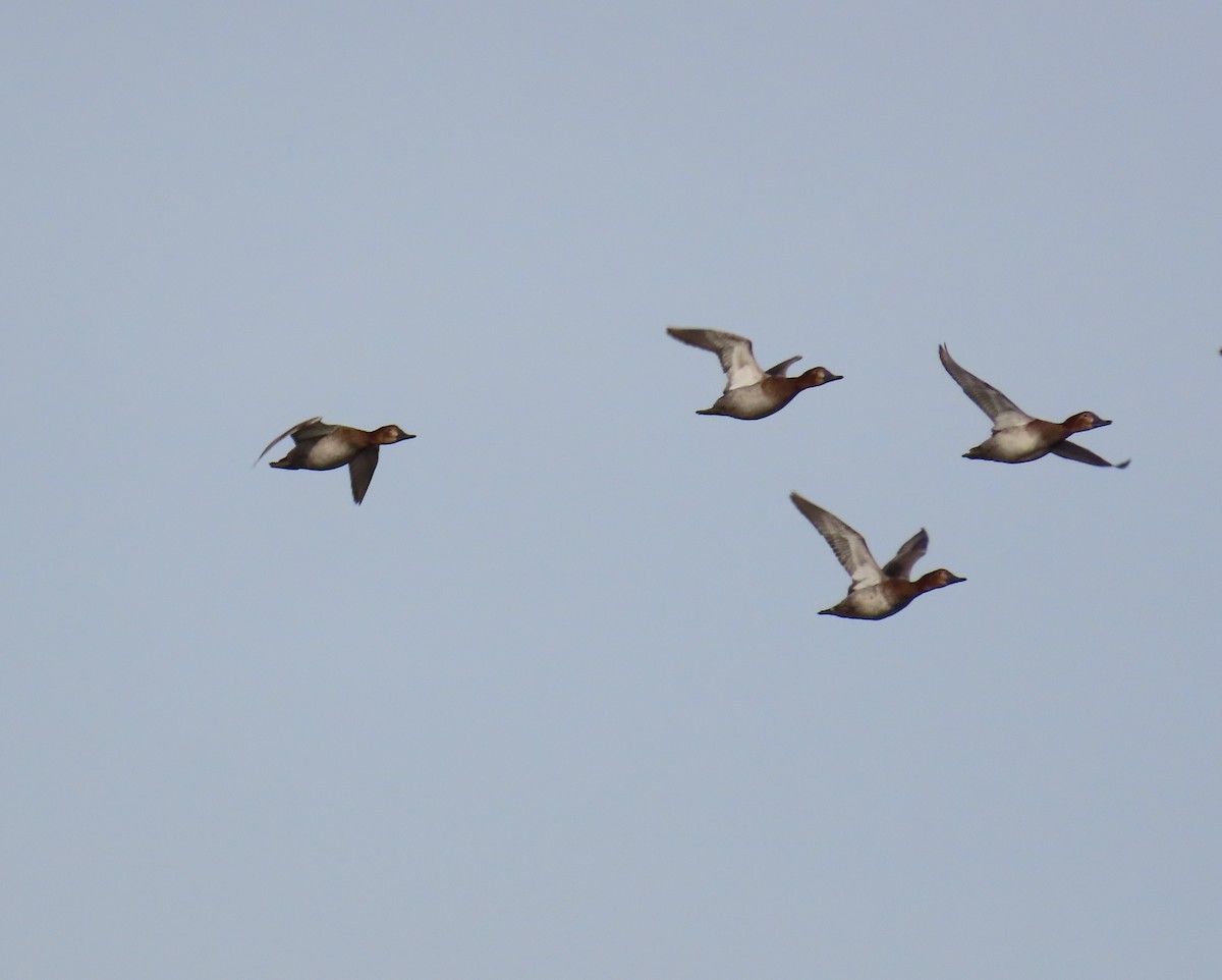 Common Pochard - ML646972455