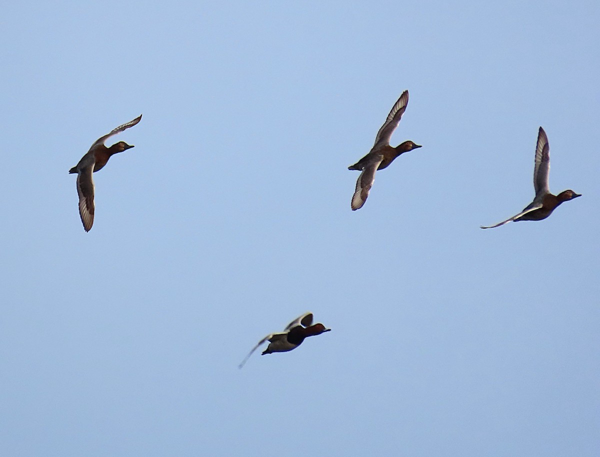 Common Pochard - ML646972457