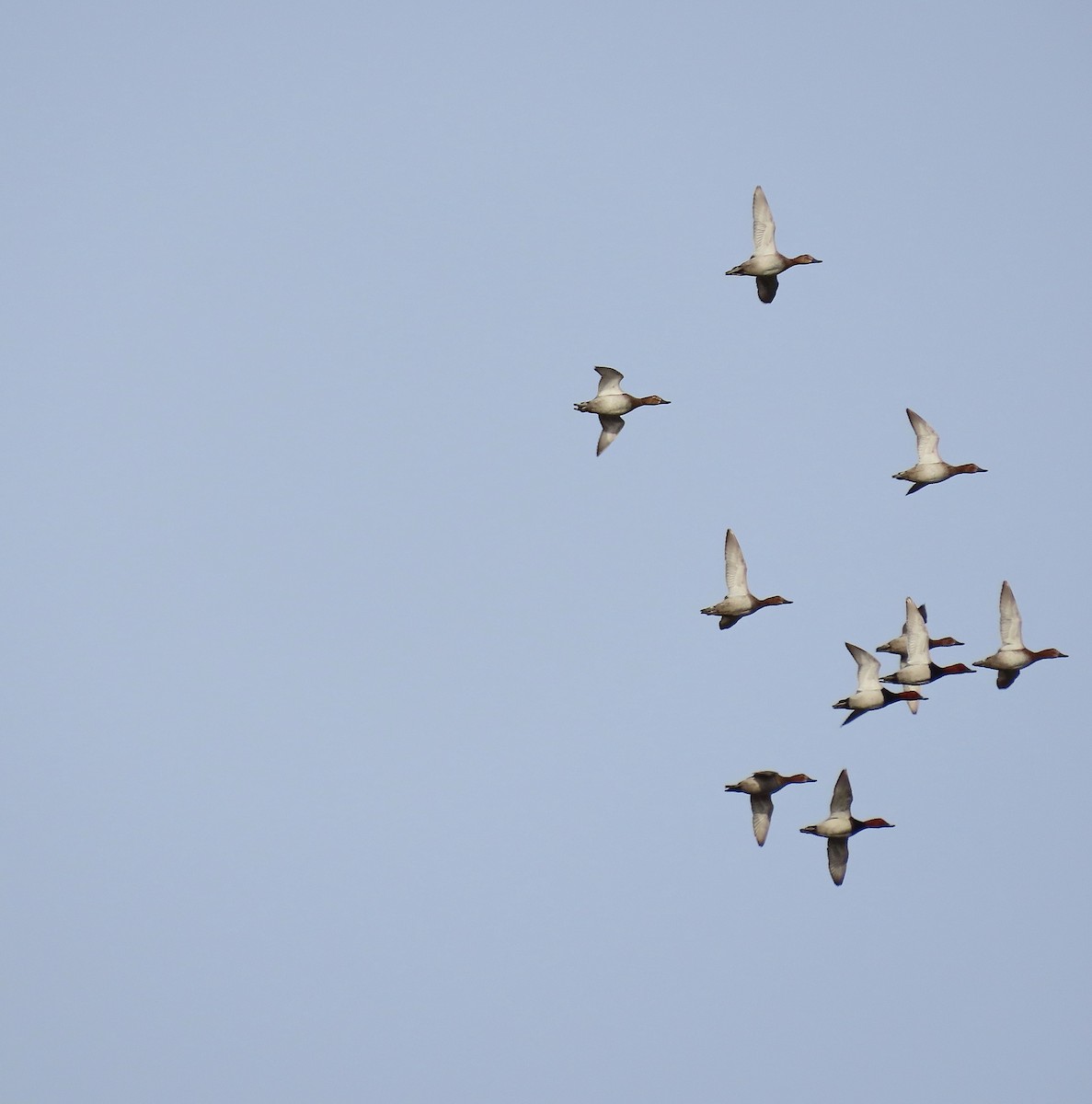 Common Pochard - ML646972462