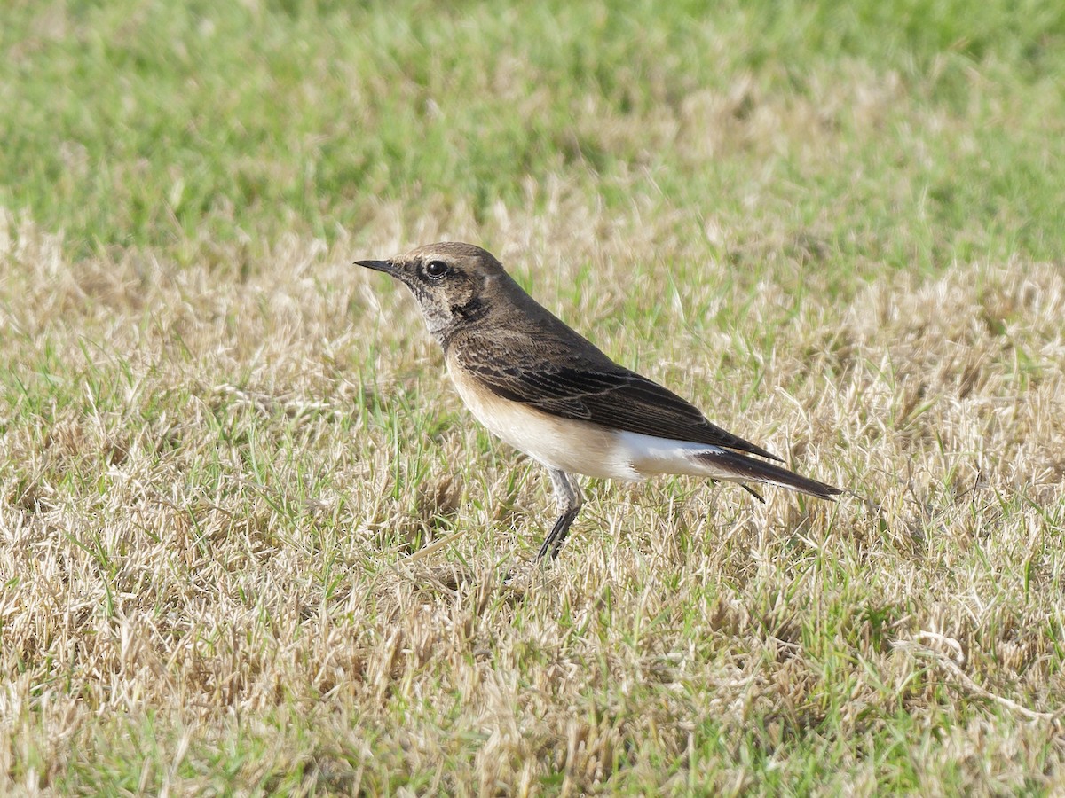 Pied Wheatear - ML646972463