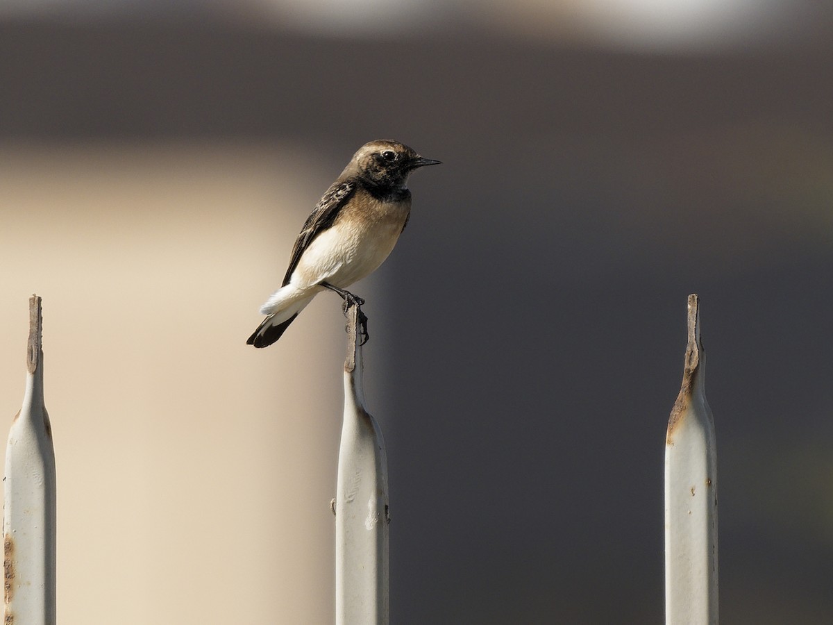 Pied Wheatear - ML646972464
