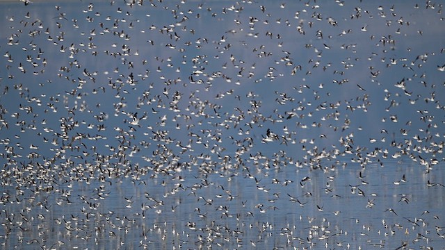 Phalarope à bec étroit - ML646972477