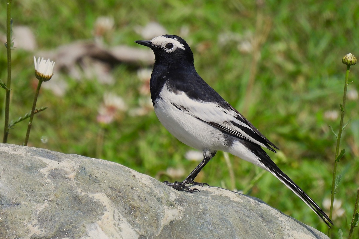 ハクセキレイ - ML646972484