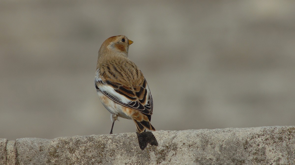 ユキホオジロ - ML646972519