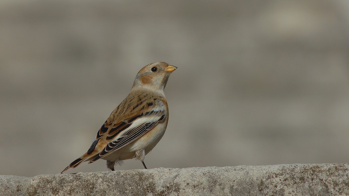 ユキホオジロ - ML646972520