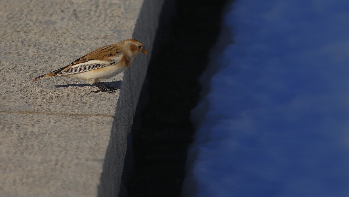 ユキホオジロ - ML646972521