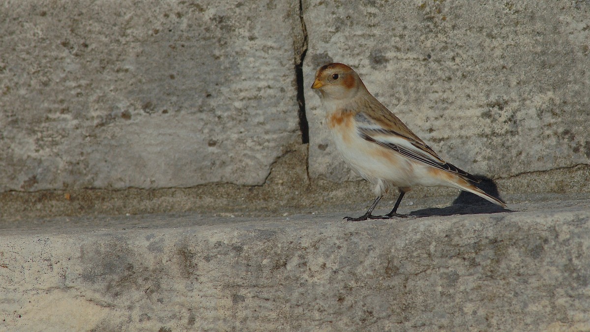 ユキホオジロ - ML646972522