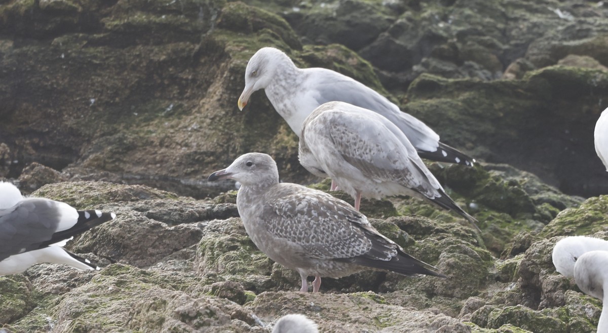 アメリカセグロカモメ - ML646972530