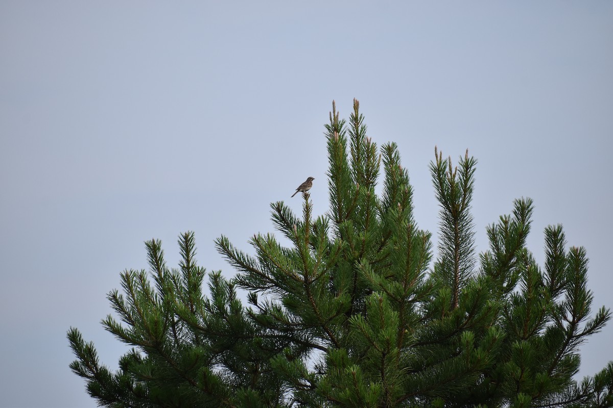Vesper Sparrow - ML646972531