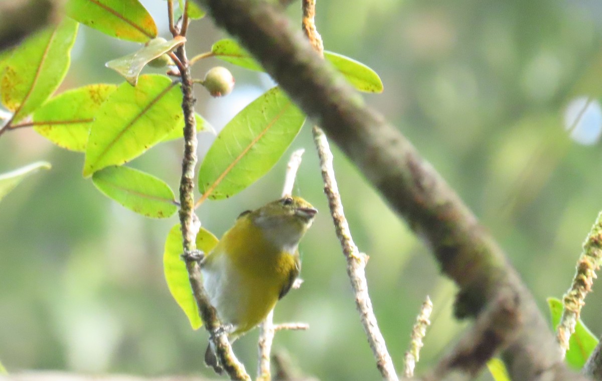 White-vented Euphonia - ML646972533