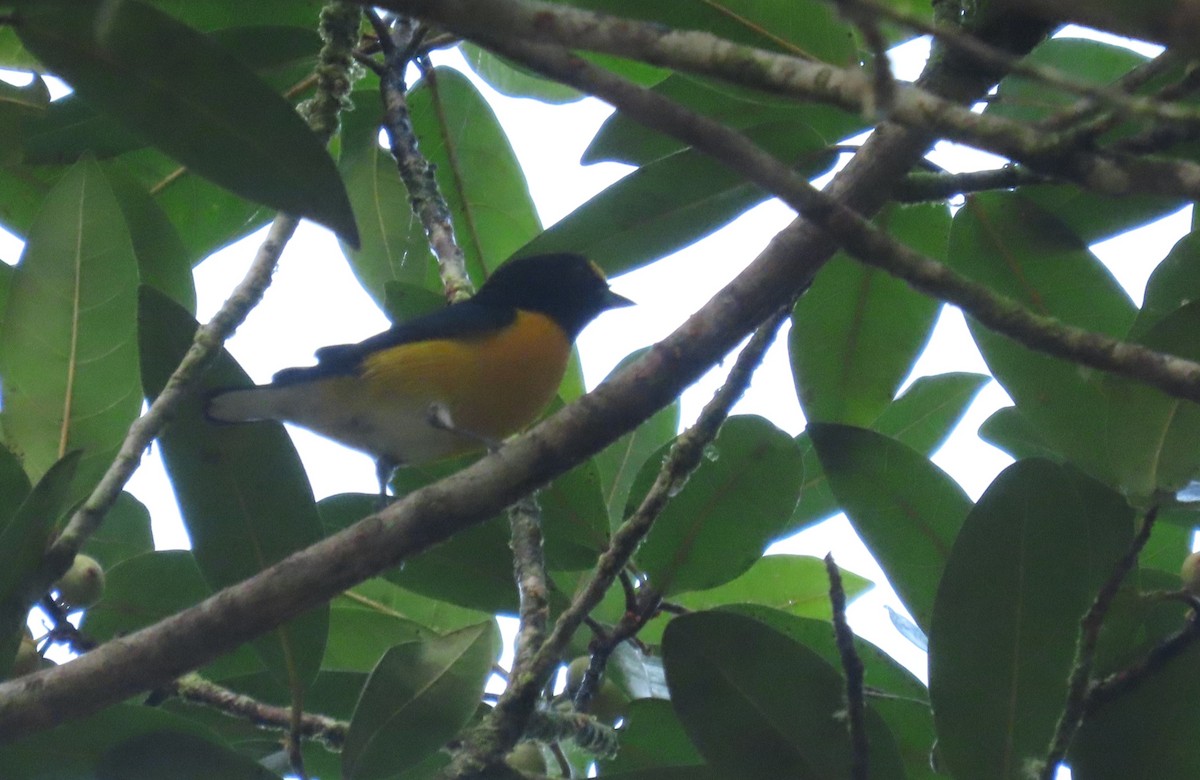White-vented Euphonia - ML646972534