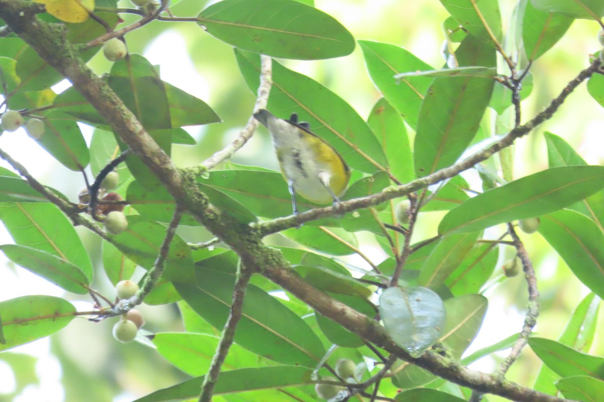 White-vented Euphonia - ML646972535