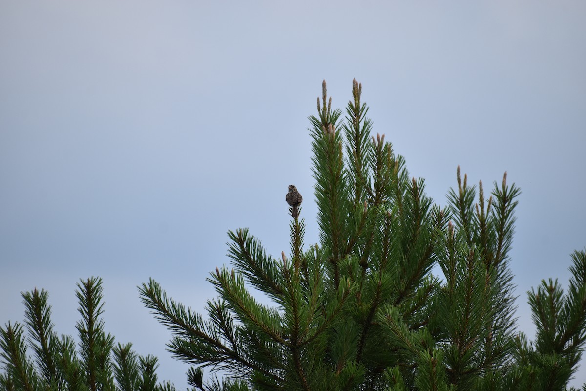 Vesper Sparrow - ML646972537