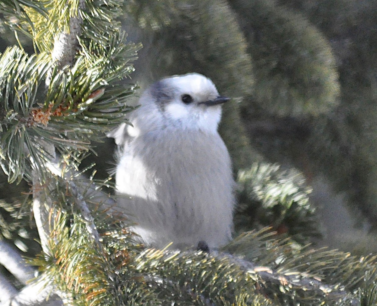 Canada Jay - ML646972539