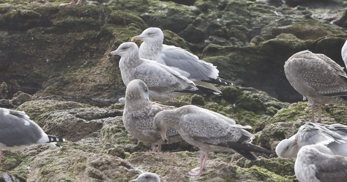 アメリカセグロカモメ - ML646972540