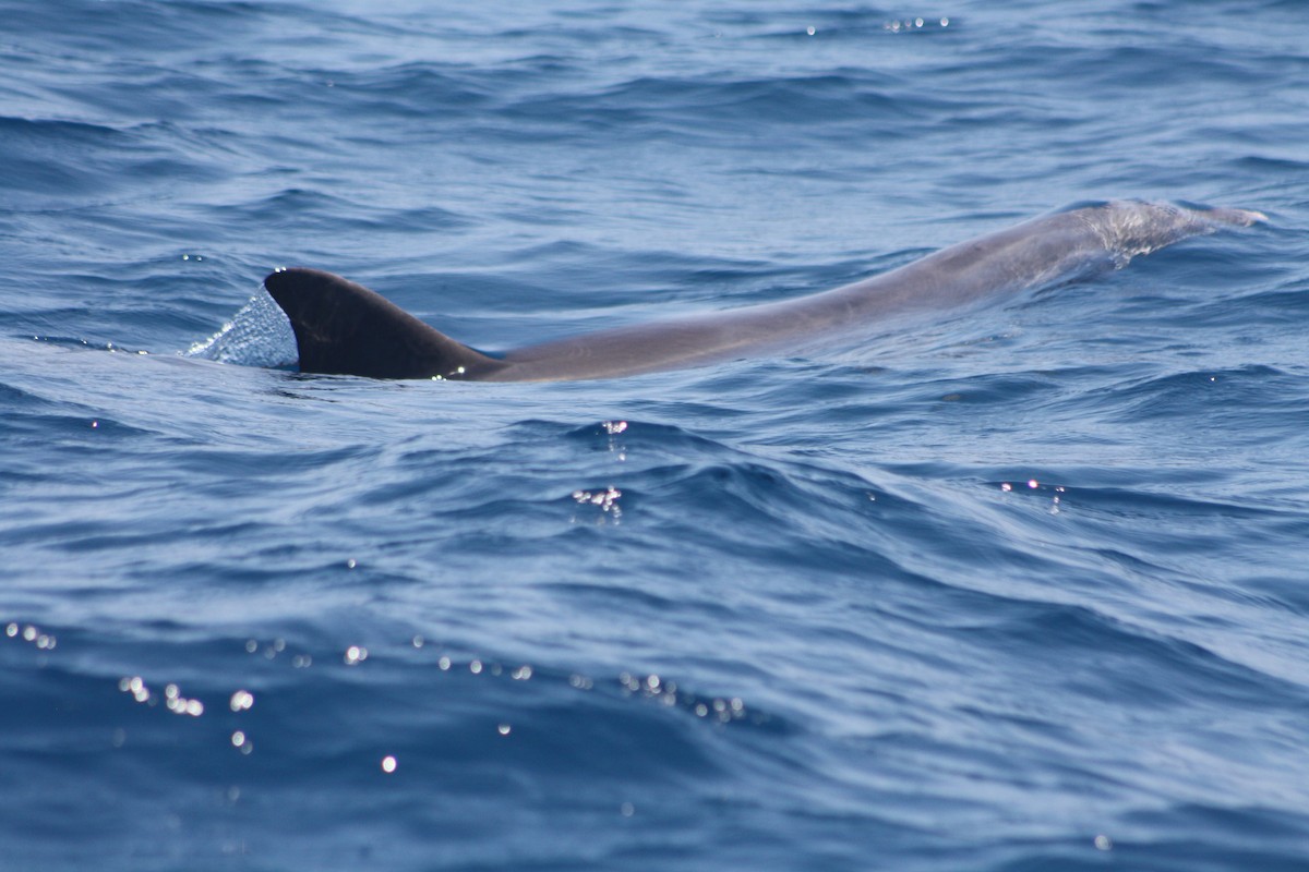 Animales - ML646972542