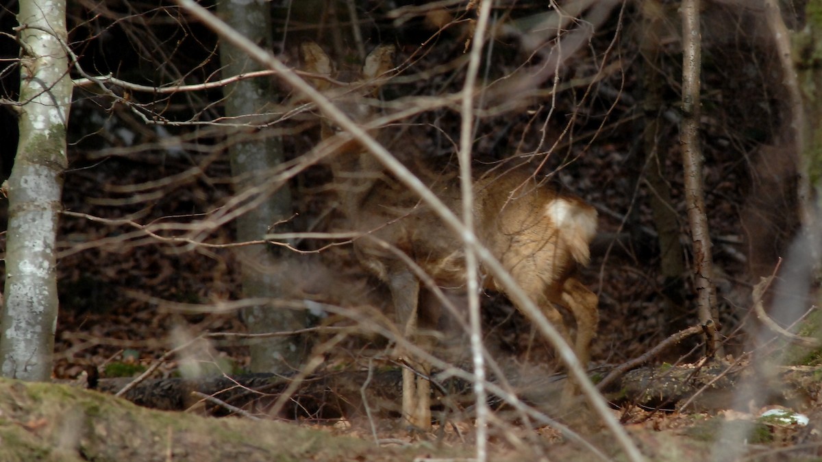 ノロジカ - ML646972547