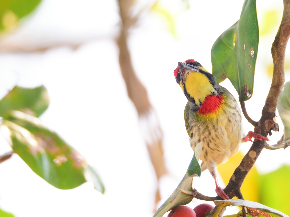 ムネアカゴシキドリ - ML646972550