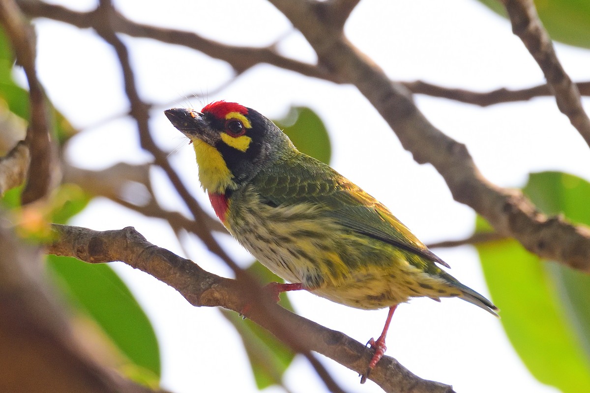 ムネアカゴシキドリ - ML646972551