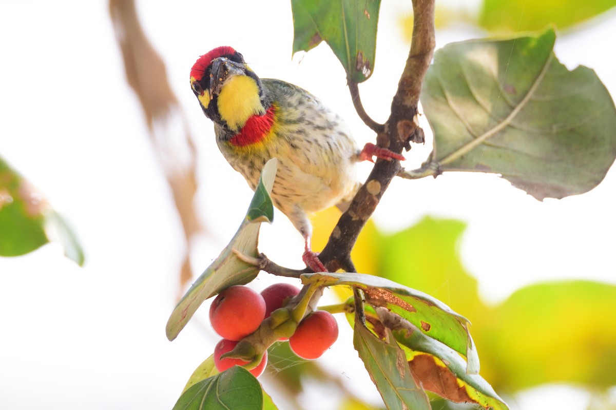 ムネアカゴシキドリ - ML646972552