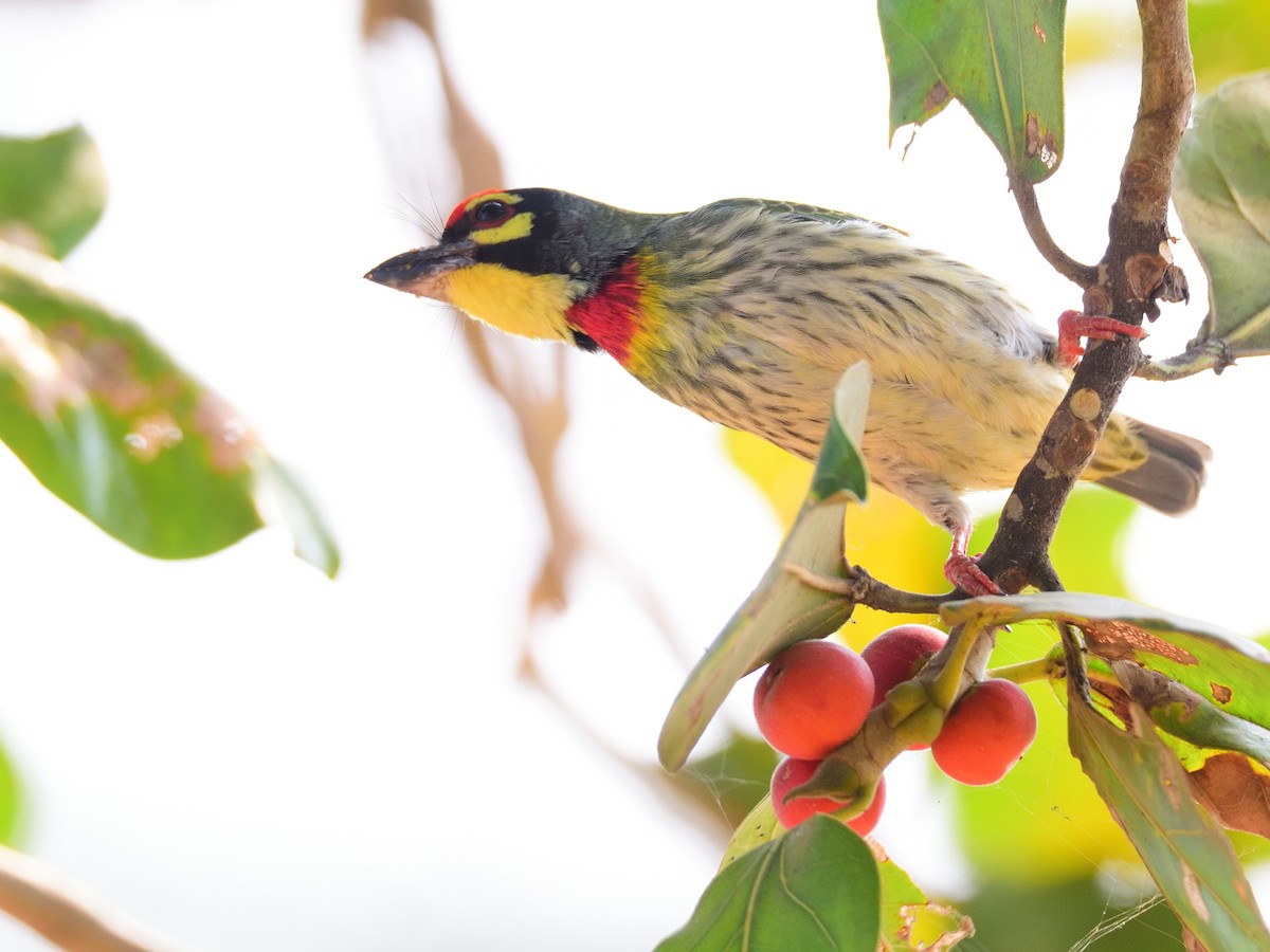 ムネアカゴシキドリ - ML646972553