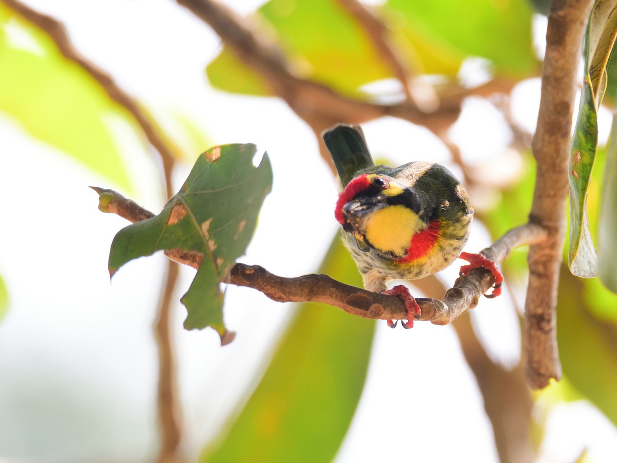 ムネアカゴシキドリ - ML646972554