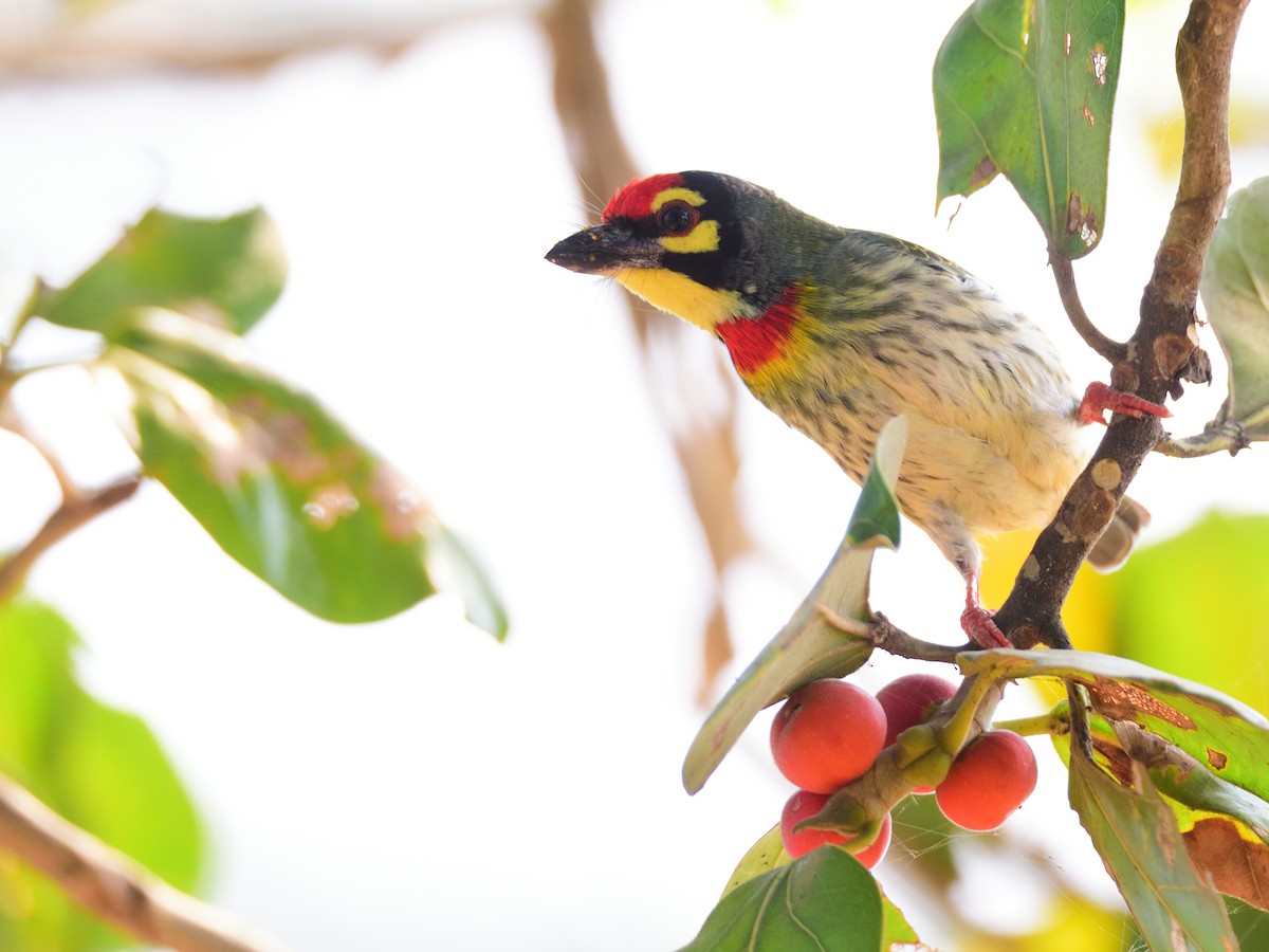 ムネアカゴシキドリ - ML646972555