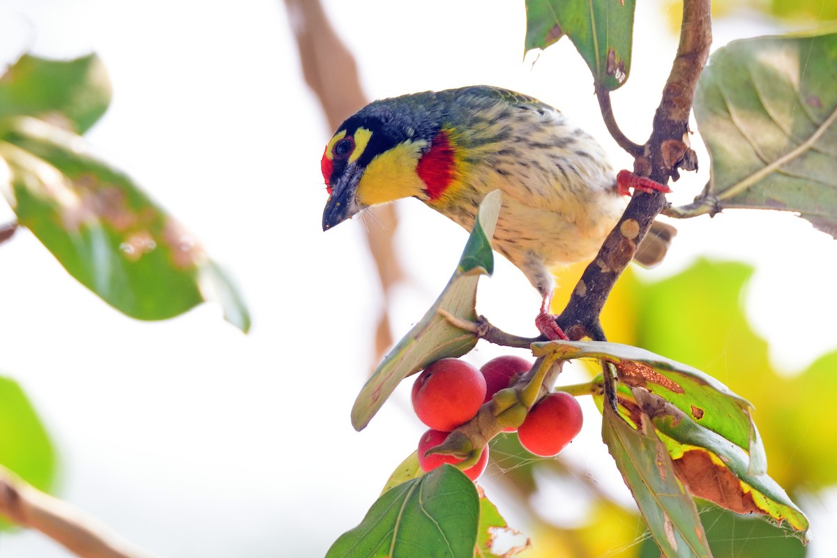 ムネアカゴシキドリ - ML646972556