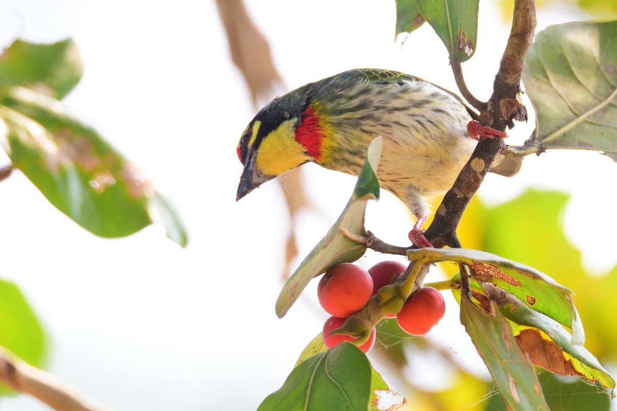ムネアカゴシキドリ - ML646972557