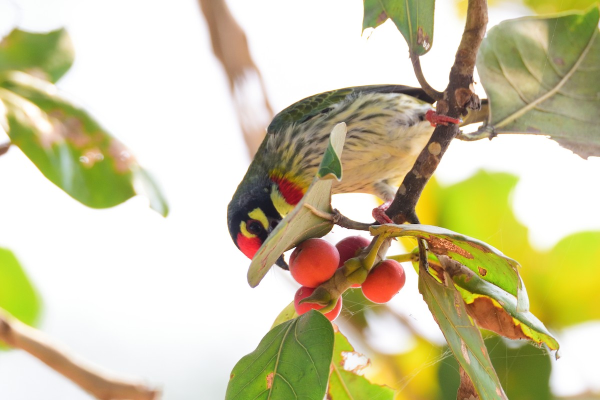 ムネアカゴシキドリ - ML646972558