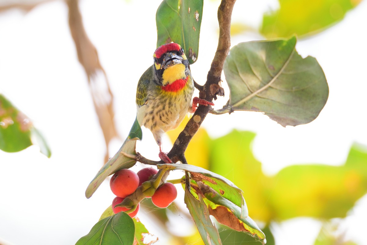 ムネアカゴシキドリ - ML646972559