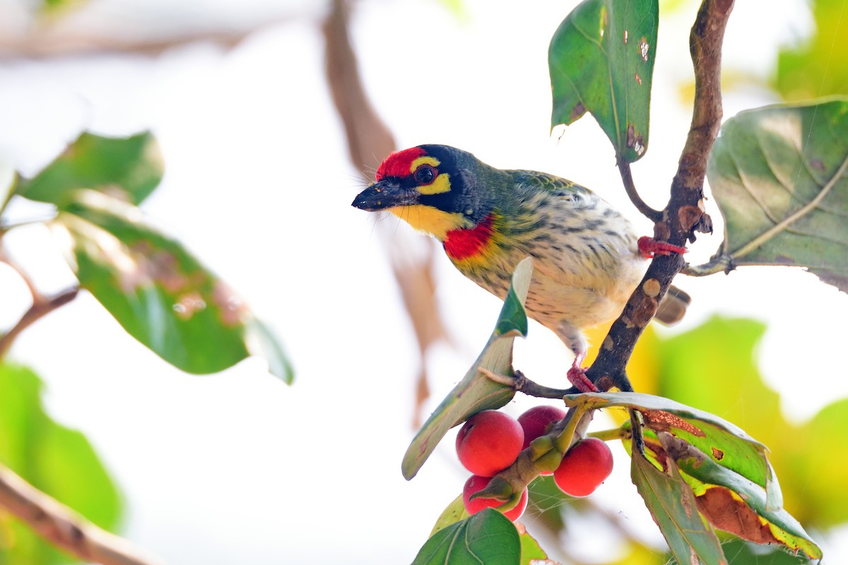 ムネアカゴシキドリ - ML646972560