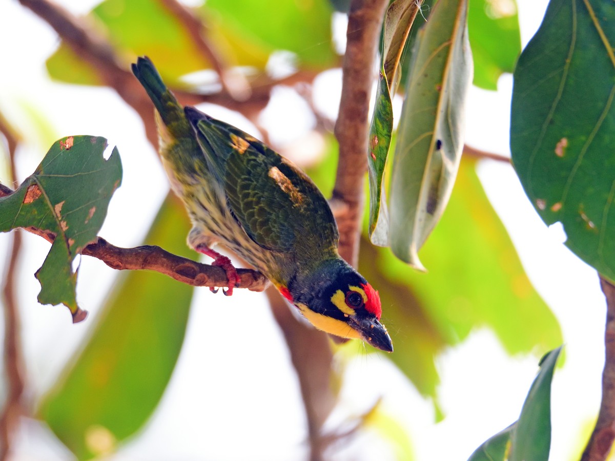 ムネアカゴシキドリ - ML646972561