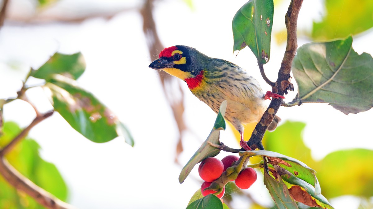 ムネアカゴシキドリ - ML646972562