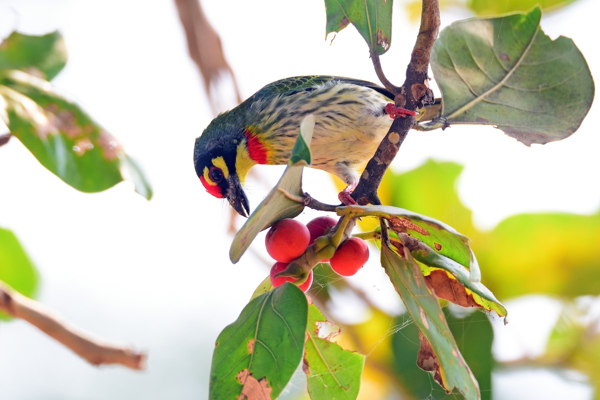 ムネアカゴシキドリ - ML646972563