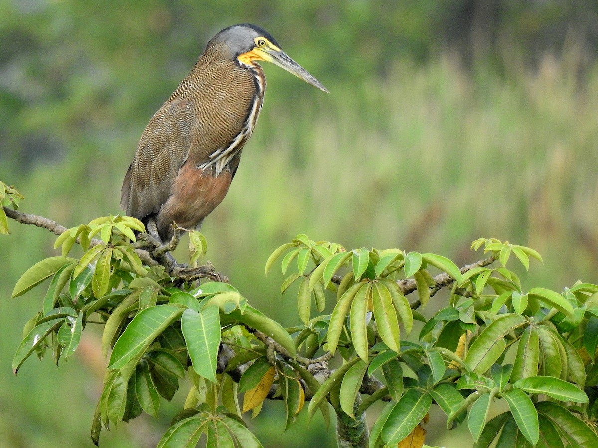 Bare-throated Tiger-Heron - ML646972565