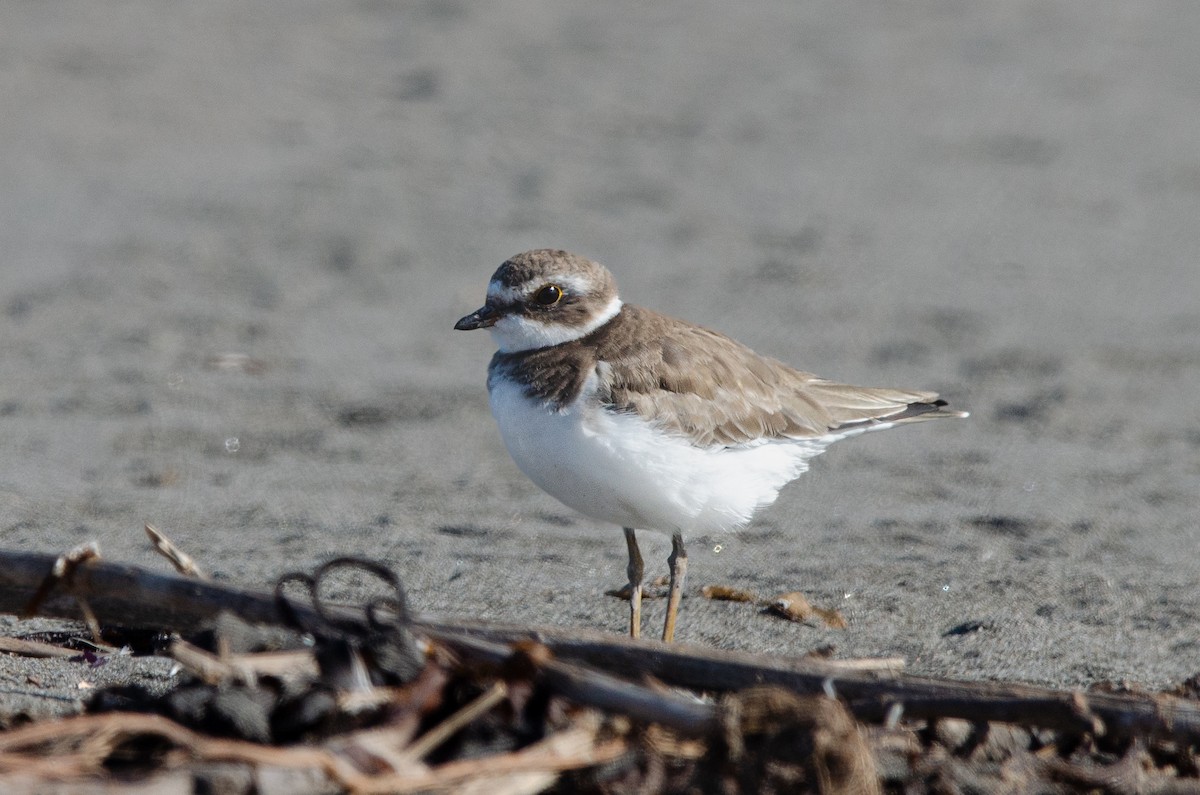 Chorlitejo Semipalmeado - ML646972572