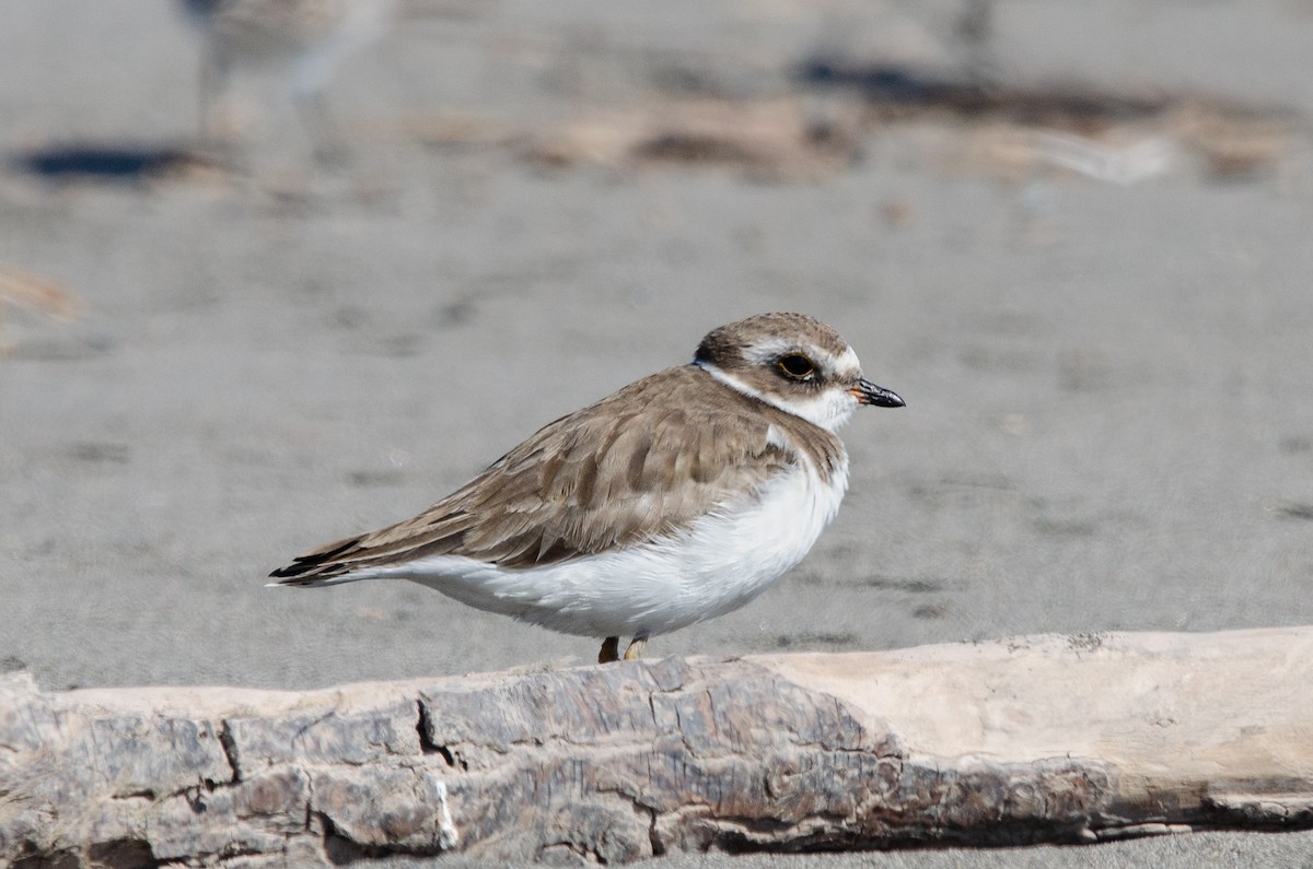 Chorlitejo Semipalmeado - ML646972573