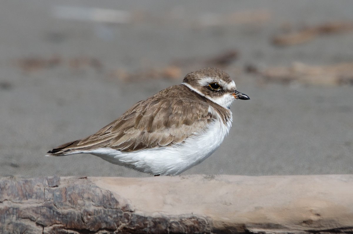 Chorlitejo Semipalmeado - ML646972574