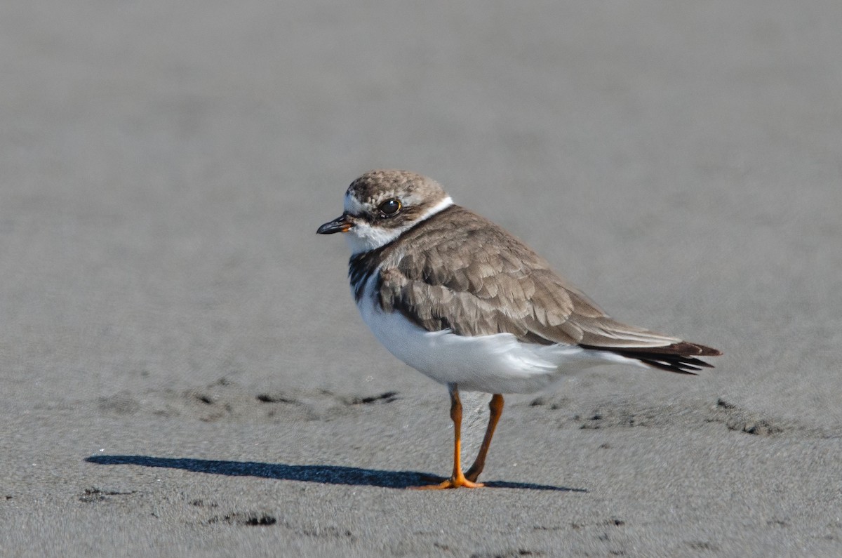 Chorlitejo Semipalmeado - ML646972575