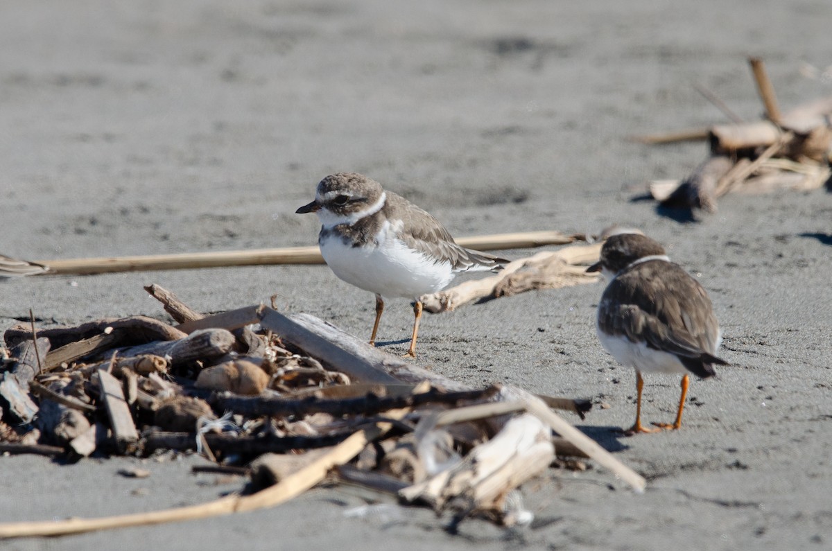 Chorlitejo Semipalmeado - ML646972576