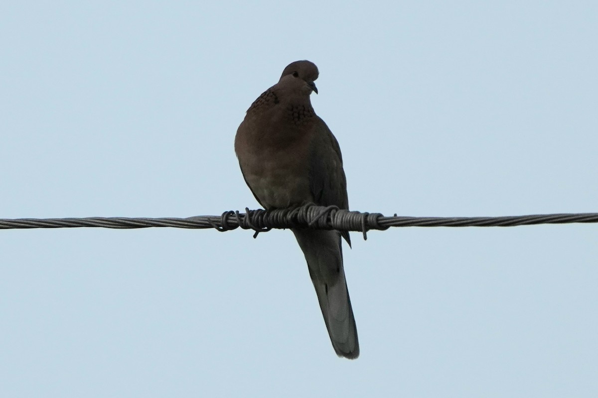 Горлиця мала - ML646972578