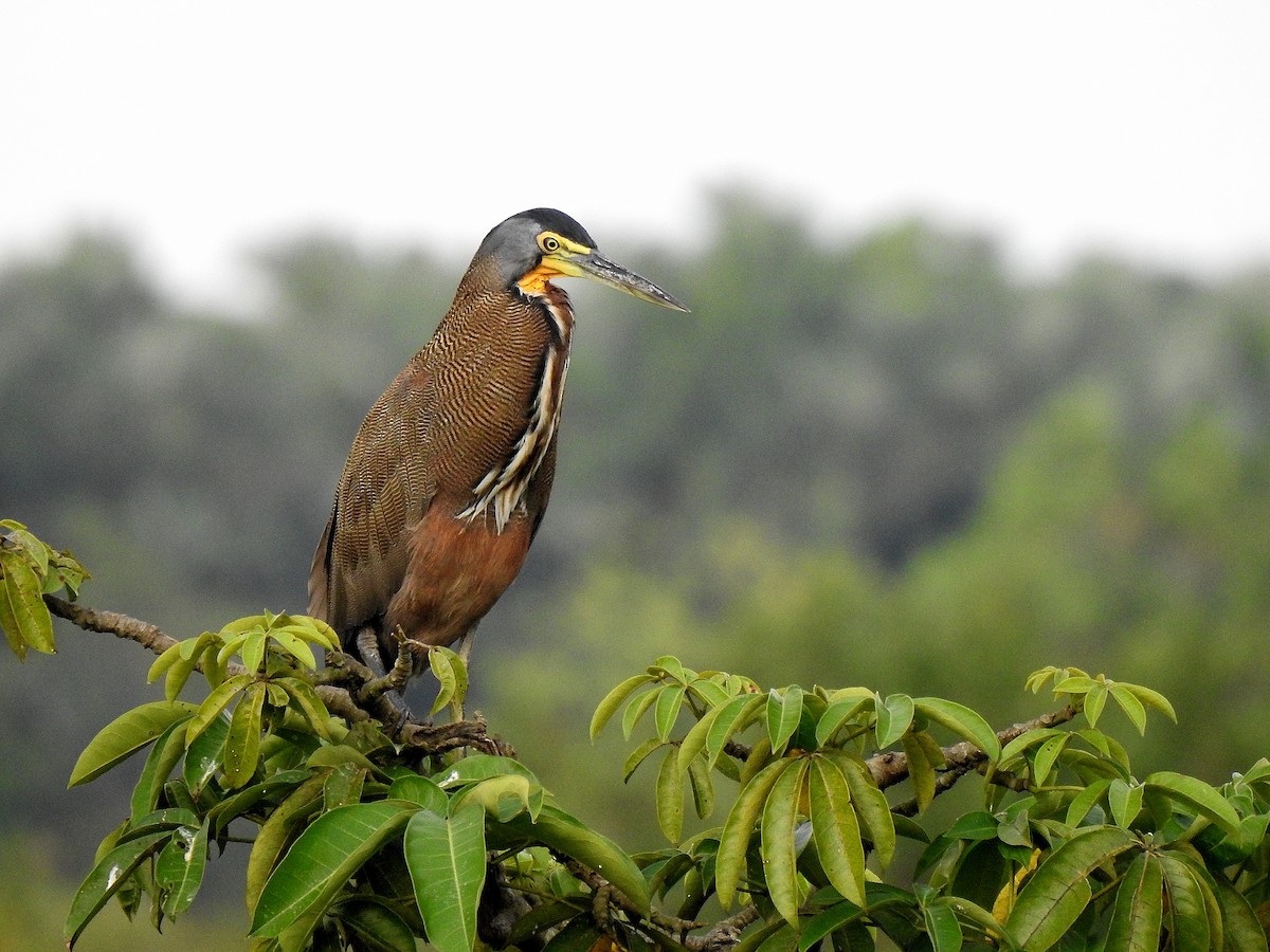 Bare-throated Tiger-Heron - ML646972581