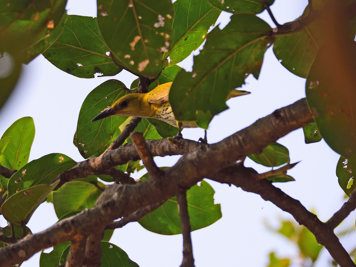 Вивільга індійська - ML646972582