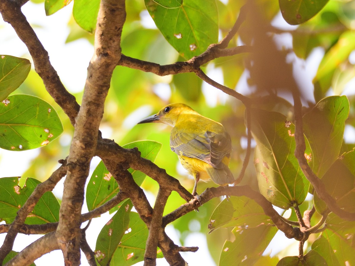 Вивільга індійська - ML646972583