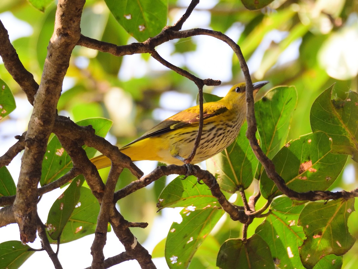 Вивільга індійська - ML646972584