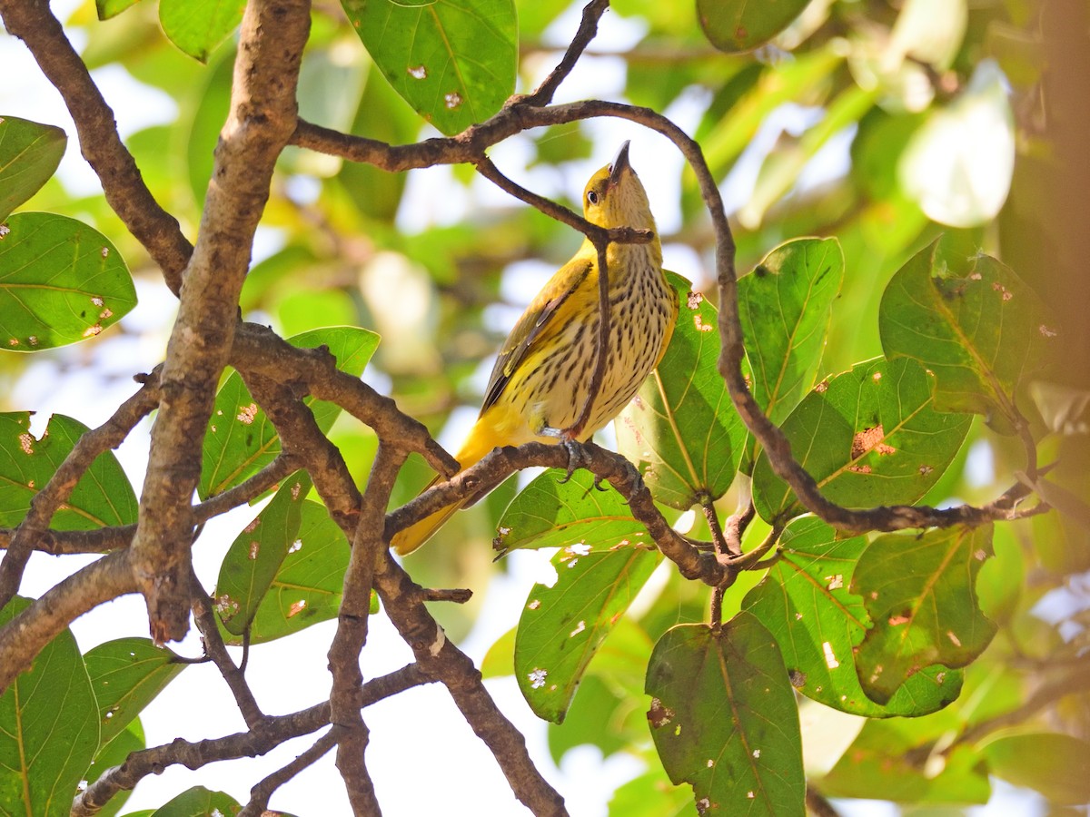 Вивільга індійська - ML646972585