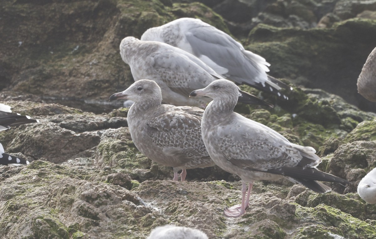 アメリカセグロカモメ - ML646972587